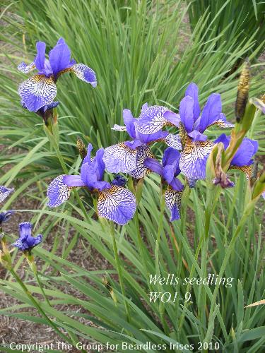 DSCF1714 - Wells sdlg WO1-9 